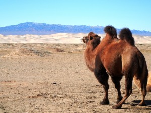 Kamel dreht uns lieber den Rücken zu
